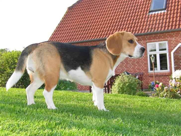 Beagle Molly billede 19