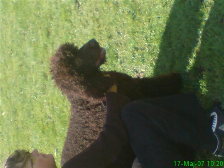 Irish water spaniel Famus crowd's musca billede 1