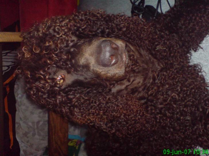 Irish water spaniel Famus crowd's musca billede 2