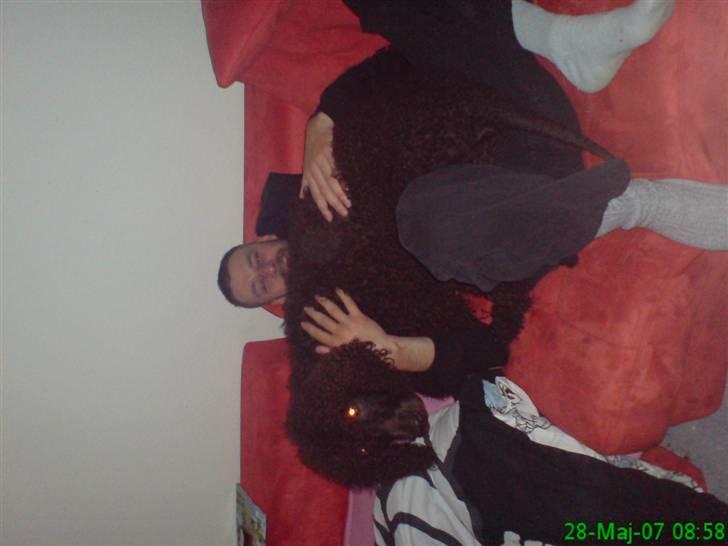 Irish water spaniel Famus crowd's musca billede 3