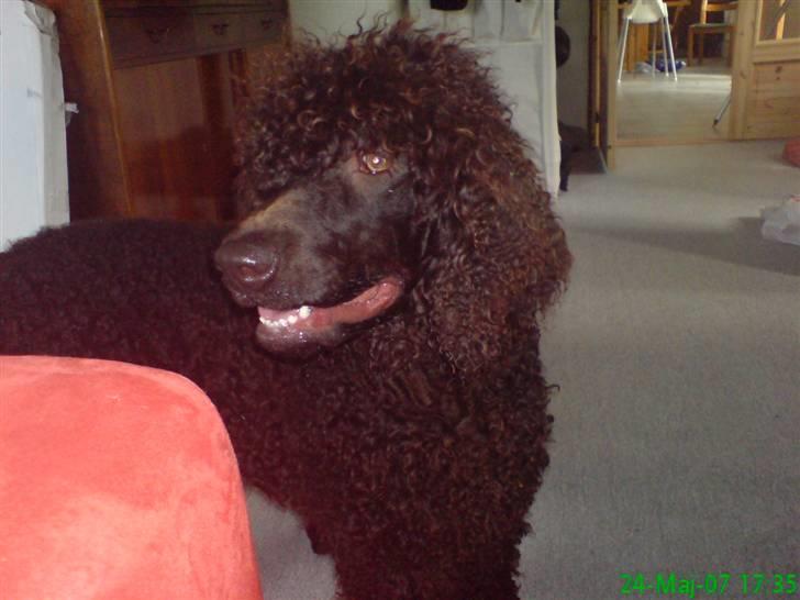 Irish water spaniel Famus crowd's musca billede 4