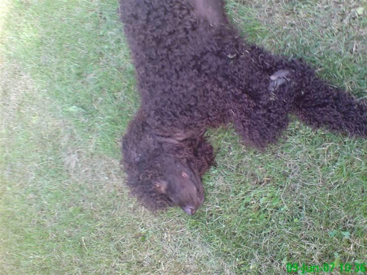 Irish water spaniel Famus crowd's musca billede 5