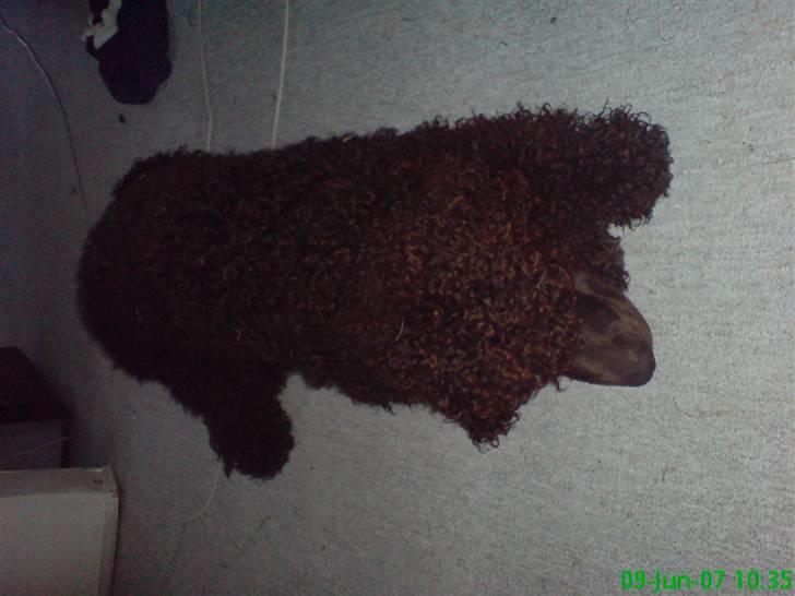 Irish water spaniel Famus crowd's musca billede 6