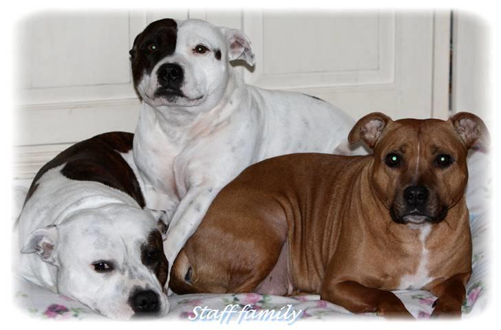 Staffordshire bull terrier Jeanty's Staff Viva La Bam - 05-03-09 Bam med moster mira og mormor chili billede 9