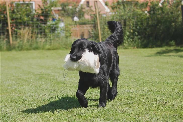 Flat coated retriever Charlie  - Charlie 2 år. med fødselsdagsgaven fra "far" en hjemmelavet dummy af gedeskind billede 9