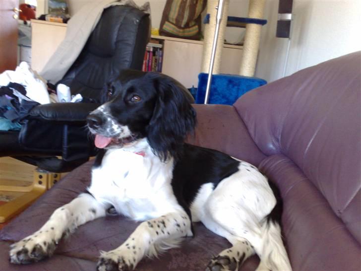 Blanding af racer Cirkeline billede 1