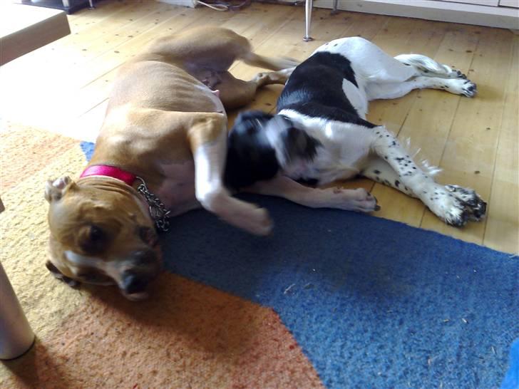 Blanding af racer Cirkeline billede 2