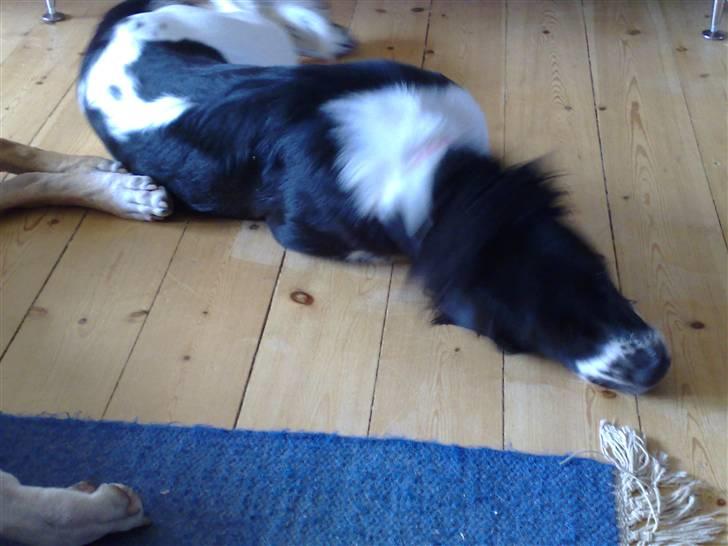 Blanding af racer Cirkeline billede 3