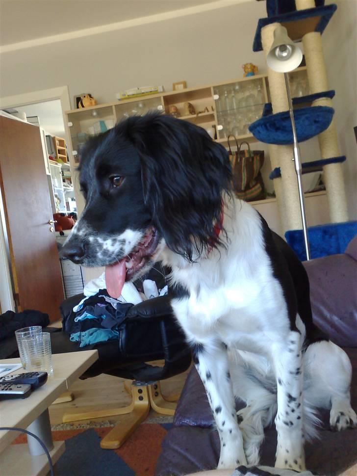 Blanding af racer Cirkeline billede 4