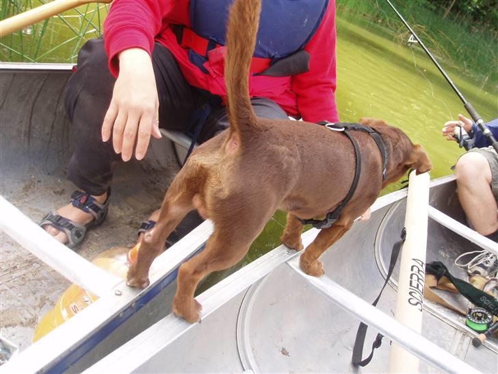 Jack russell terrier Simba - hm, hvilken kano vil jeg være i??? billede 12