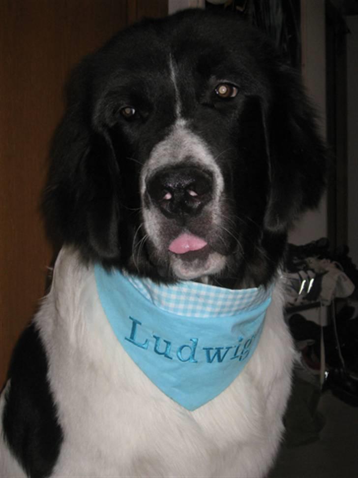 Landseer Ludwig *R.I.P.* - Konrad vom Deistertal billede 1