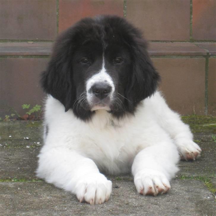 Landseer Ludwig *R.I.P.* - Ludwig 13 uger gammel billede 2