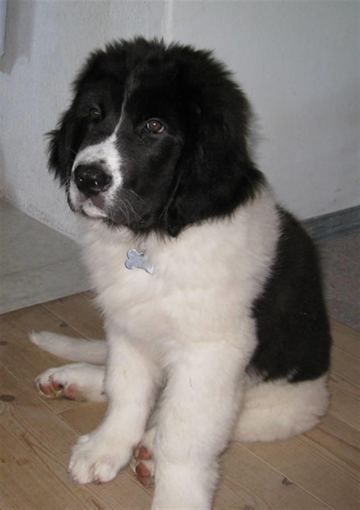 Landseer Ludwig *R.I.P.* - Ludwig venter på sin mad billede 3