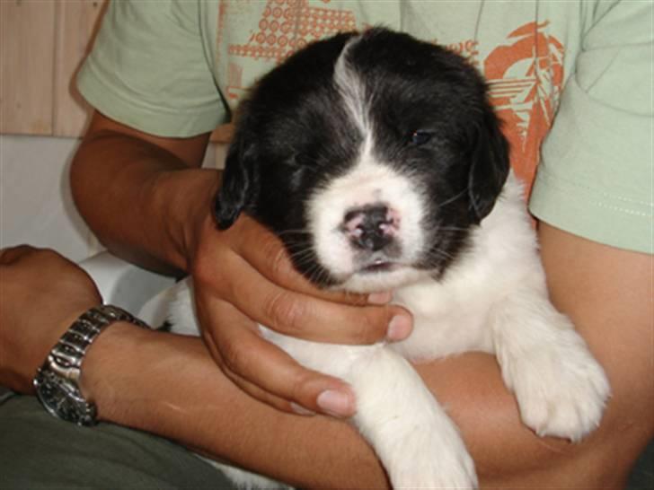 Landseer Ludwig *R.I.P.* - Ludwig 4 uger billede 4