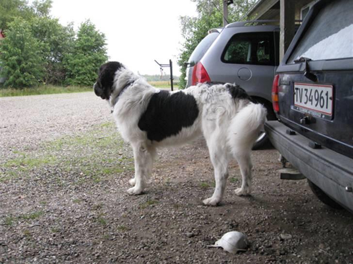 Landseer Ludwig *R.I.P.* - Ludwig ca. 18 mdr. billede 5