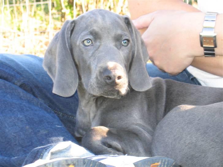 Weimaraner Keiko  - Keiko som baby billede 1