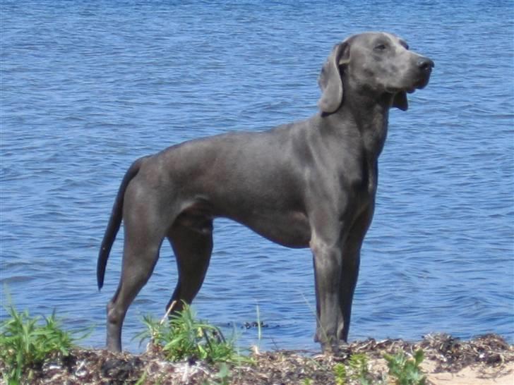Weimaraner Keiko  - Keiko ved vandet billede 2