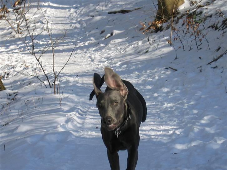 Weimaraner Keiko  - Keiko kan flyve billede 3