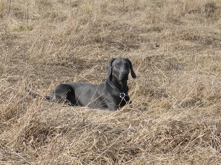 Weimaraner Keiko  - Keiko på marken billede 4
