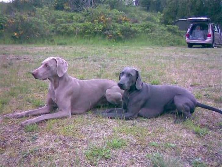 Weimaraner Keiko  - Keiko sammen med Debbie billede 5