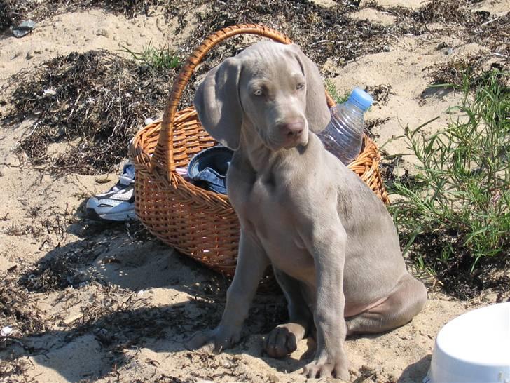 Weimaraner Sønderskovens Debbie - Debbie som baby billede 1