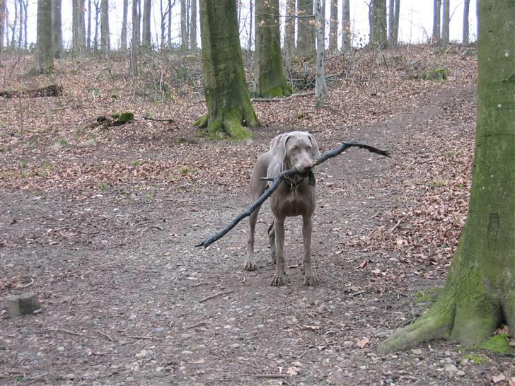 Weimaraner Sønderskovens Debbie - Debbie i skoven billede 2