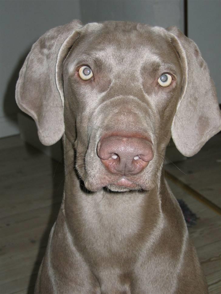 Weimaraner Sønderskovens Debbie - Smukke pige billede 3