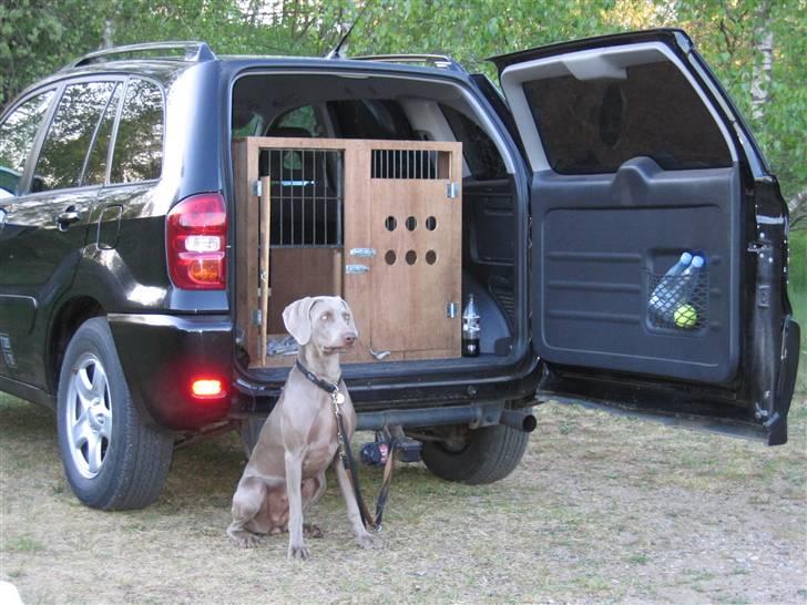 Weimaraner Sønderskovens Debbie - Debbie passer på bilen billede 4