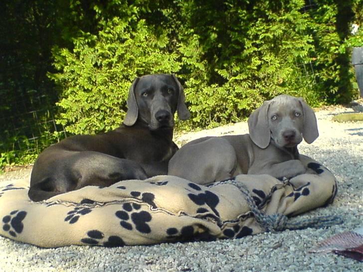 Weimaraner Sønderskovens Debbie - Debbie sammen med Keiko billede 5