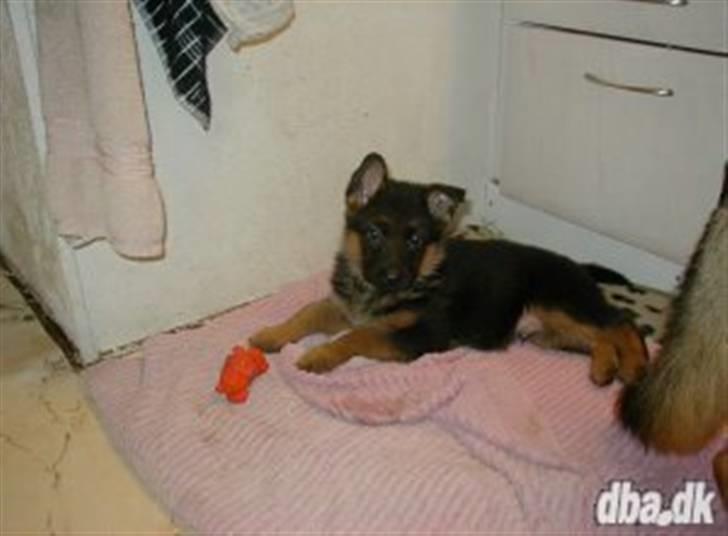 Schæferhund Ozzy - der var jeg helt lille og ikke flyttet hjemmefre endnu  billede 1