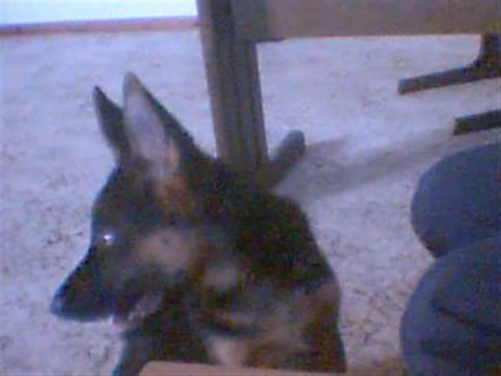 Schæferhund Ozzy - nej en bold til mig tak billede 2