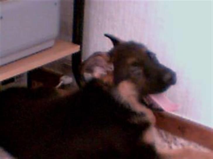 Schæferhund Ozzy - jeg er træt far hold nu op med at tage billeder billede 3