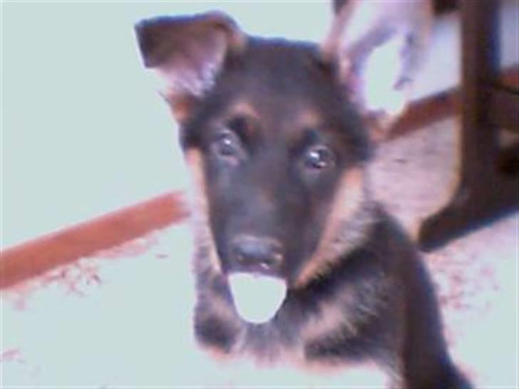 Schæferhund Ozzy - jeg rækker tunge til dig billede 4