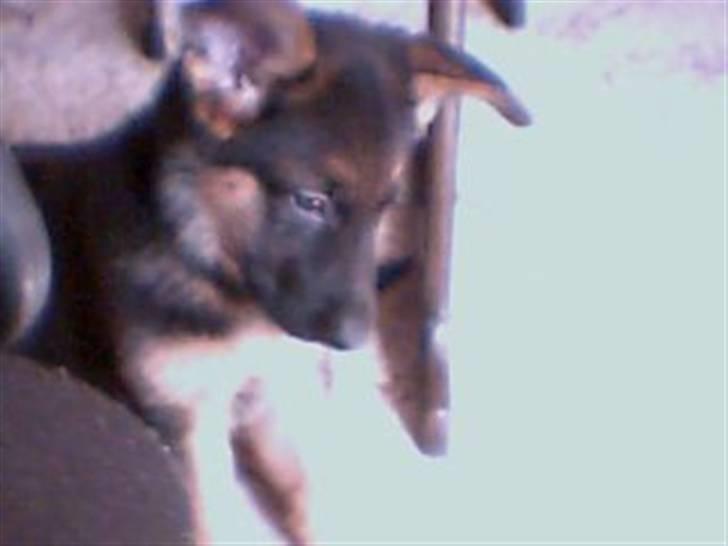 Schæferhund Ozzy - jeg er lige kommet til mit nye hjem og trænger til et kram billede 5