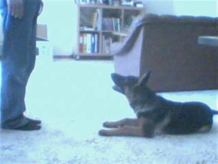 Schæferhund Ozzy - jeg er en rigtig lydig hund (nogen gange) billede 6