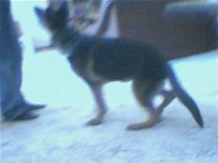 Schæferhund Ozzy - du kaldte billede 7