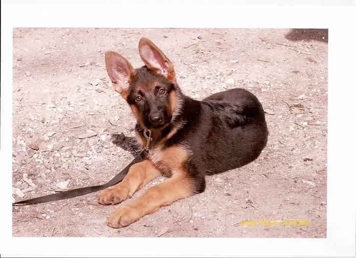 Schæferhund Ozzy - jeg ligger model for jesper billede 8