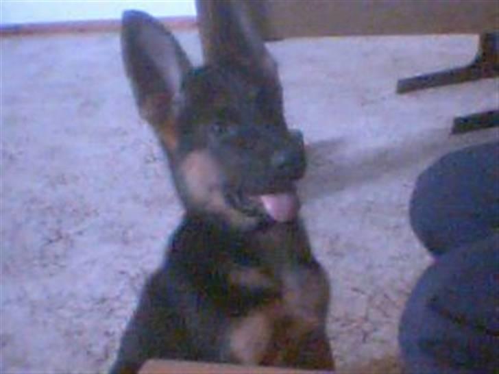 Schæferhund Ozzy - jubiii vi har gæster billede 9