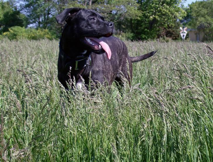 Cane corso Molly billede 3