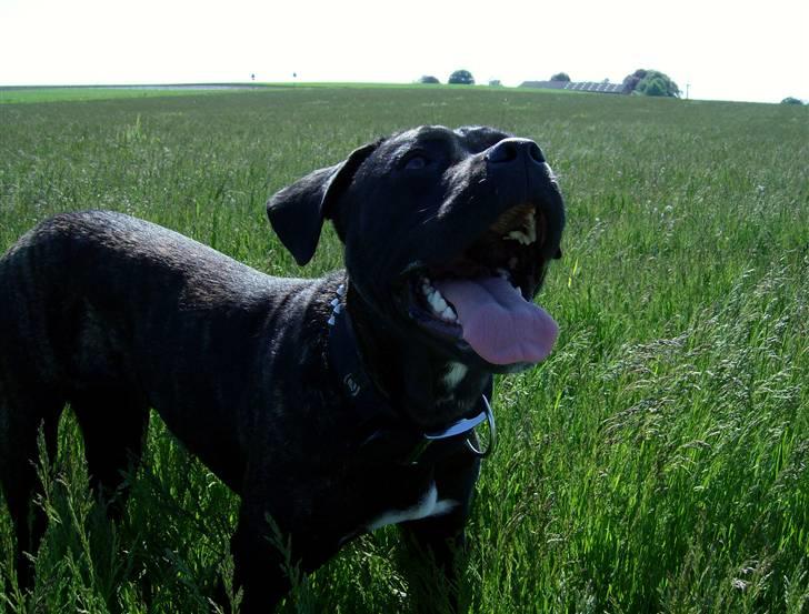 Cane corso Molly billede 4