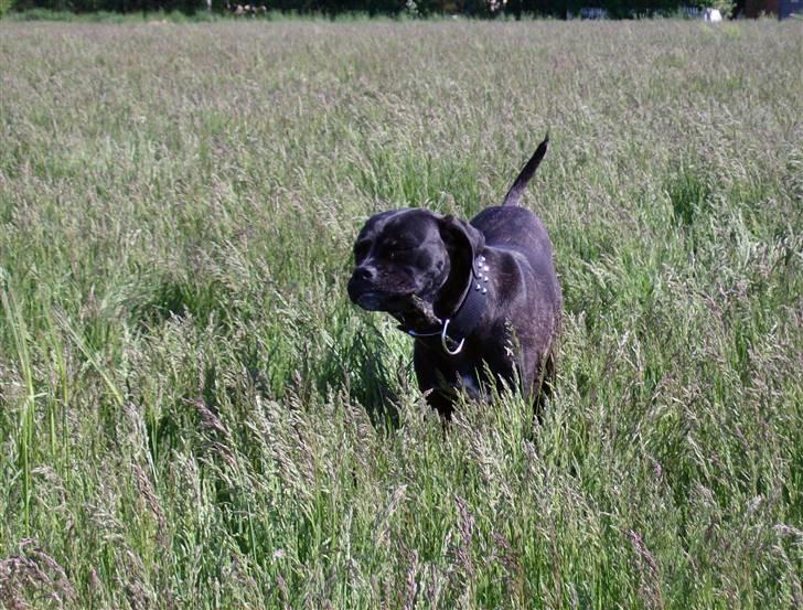 Cane corso Molly billede 5
