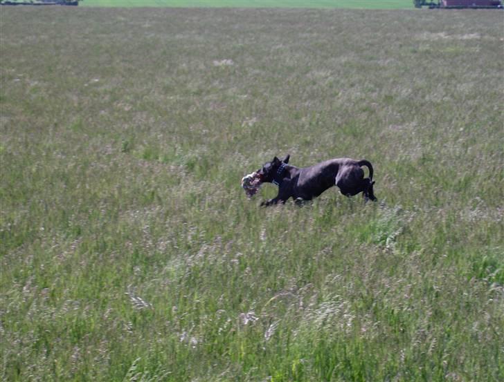 Cane corso Molly billede 6