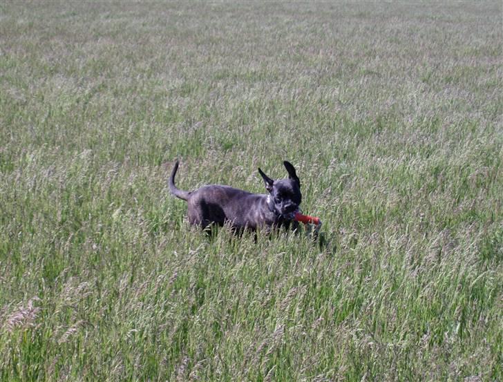 Cane corso Molly billede 7