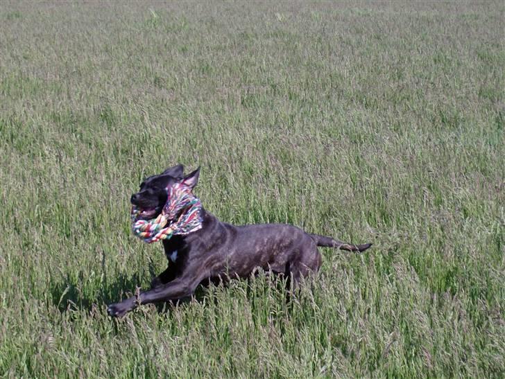 Cane corso Molly billede 9