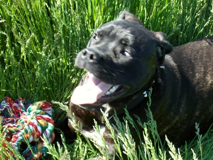 Cane corso Molly billede 10