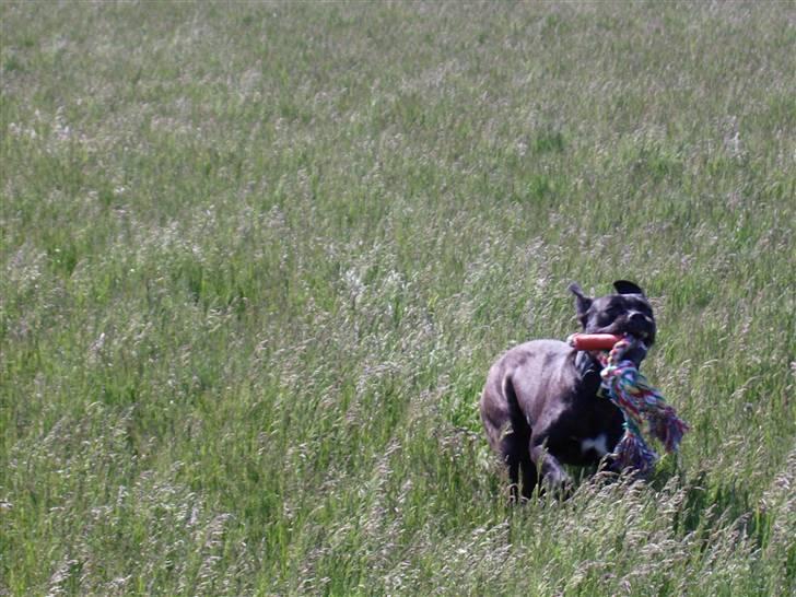 Cane corso Molly billede 11