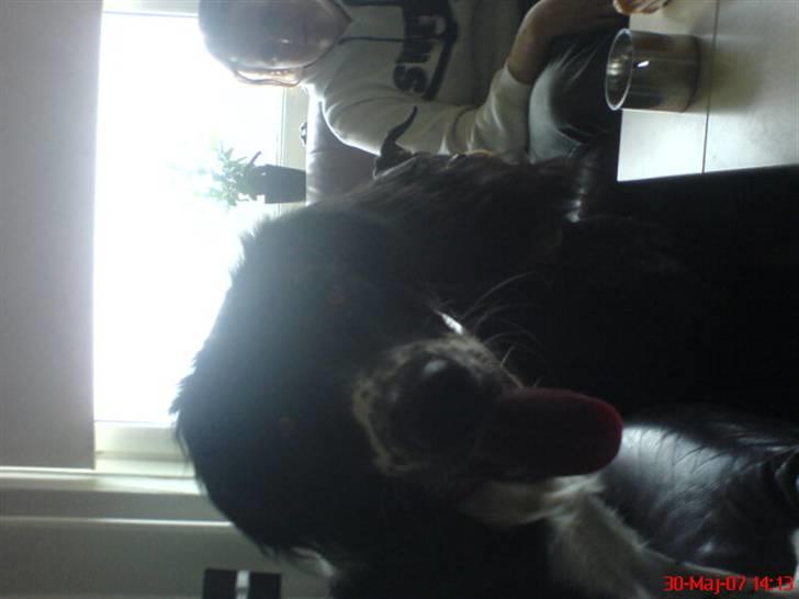 Blanding af racer Cirkeline billede 5