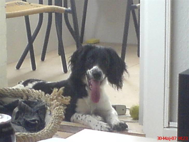 Blanding af racer Cirkeline billede 6