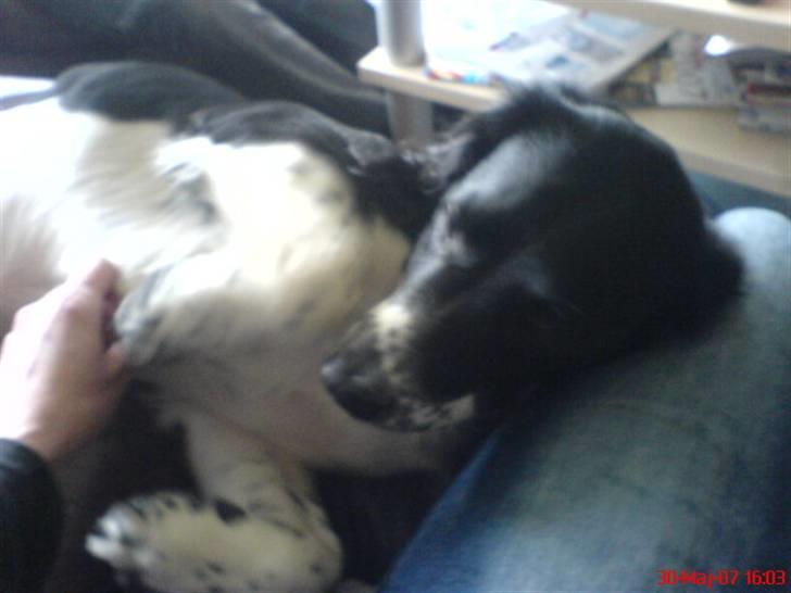 Blanding af racer Cirkeline billede 7