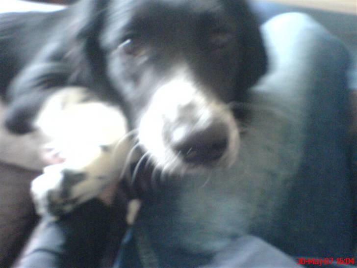 Blanding af racer Cirkeline billede 8